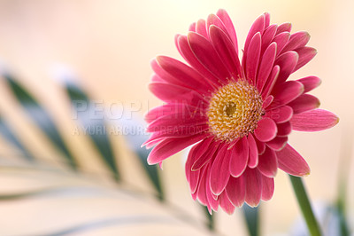 Buy stock photo Gerbera is native to tropical regions of South America, Africa and Asia. 