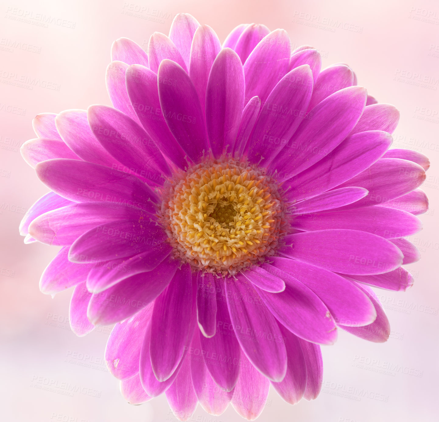 Buy stock photo Gerbera is native to tropical regions of South America, Africa and Asia. 