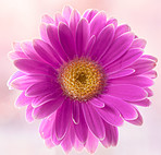 Beautiful gerbera flower