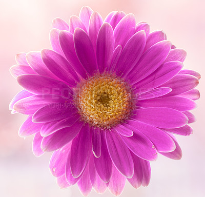 Buy stock photo Gerbera is native to tropical regions of South America, Africa and Asia. 