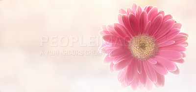 Buy stock photo Gerbera is native to tropical regions of South America, Africa and Asia. 