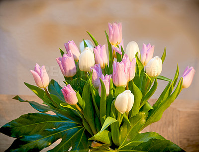Buy stock photo Beautiful bouquet of tulips on a living room table. Pretty flowers in a vase for house decoration. Pink and white tulip flowering plants with green stem used as home ornaments to brighten up a room