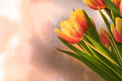 Buy stock photo Copyspace with orange and yellow tulips. Closeup of a bunch of beautiful flowers with vibrant petals and green stems. Blossoming bouquet with floral scent symbolizing hope and love for valentines day