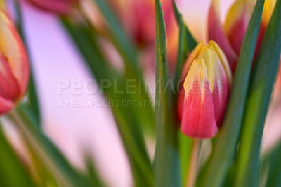 Buy stock photo Bouquet of red and yellow tulips blossoming and flowering as decoration or home centrepiece symbolising love, affection or caring gesture. Closeup of bunch of freshly cut flowers in a home or studio