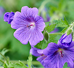 Blue Geranium