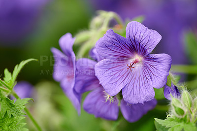 Buy stock photo Purple cranesbill geranium flowers growing in a botanical garden on a sunny day outside. Closeup of beautiful plants with vibrant violet petals blooming and blossoming in spring in a lush environment