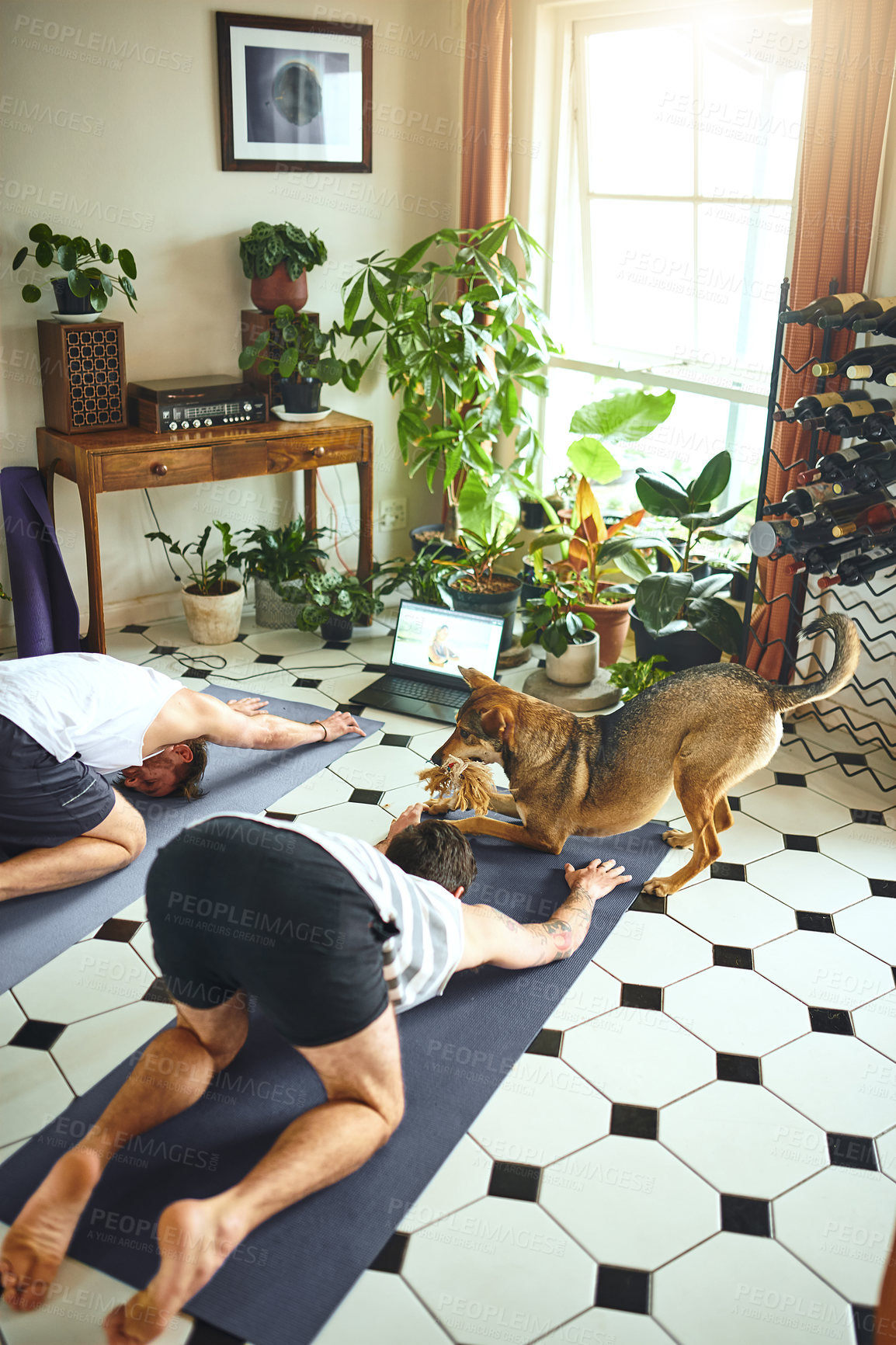 Buy stock photo Shot of an adorable dog trying to play with two men doing an online yoga class at home