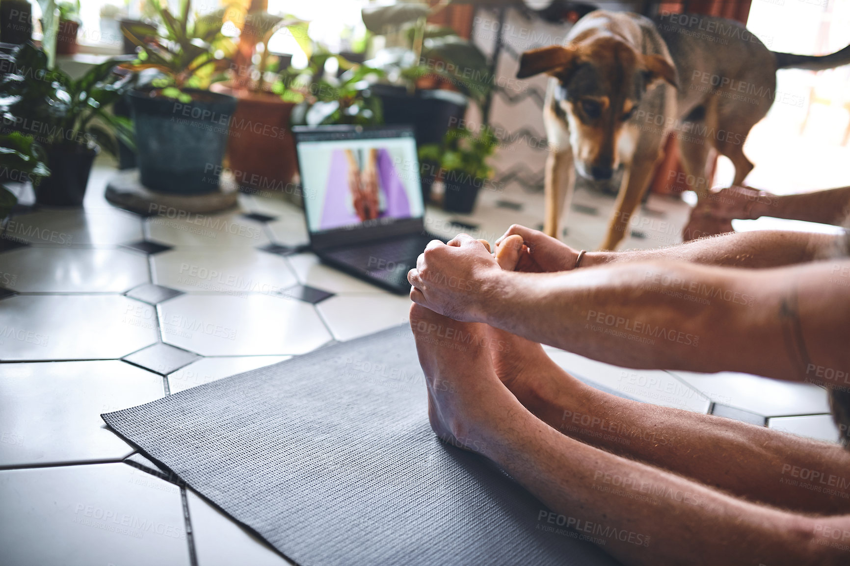 Buy stock photo Shot of an adorable dog trying to play with his owner during an online yoga class at home