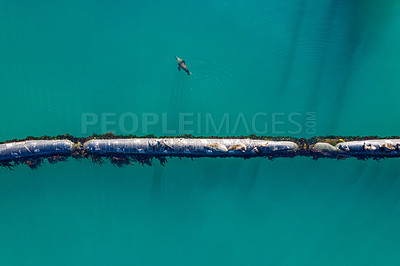 Buy stock photo High angle shot of a group of seals sitting on a pipeline at sea