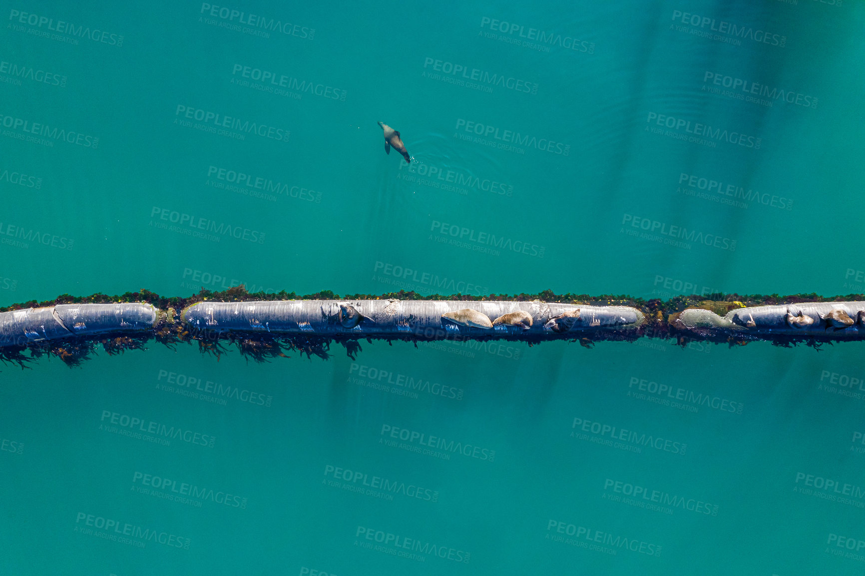 Buy stock photo High angle shot of a group of seals sitting on a pipeline at sea