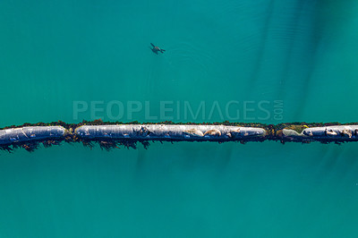 Buy stock photo Ocean, aerial and water with seals on pipeline in nature for environment, ecology and oil transportation. Drone, metal and sea with marine animal on gas pipe for ecosystem, habitat and travel