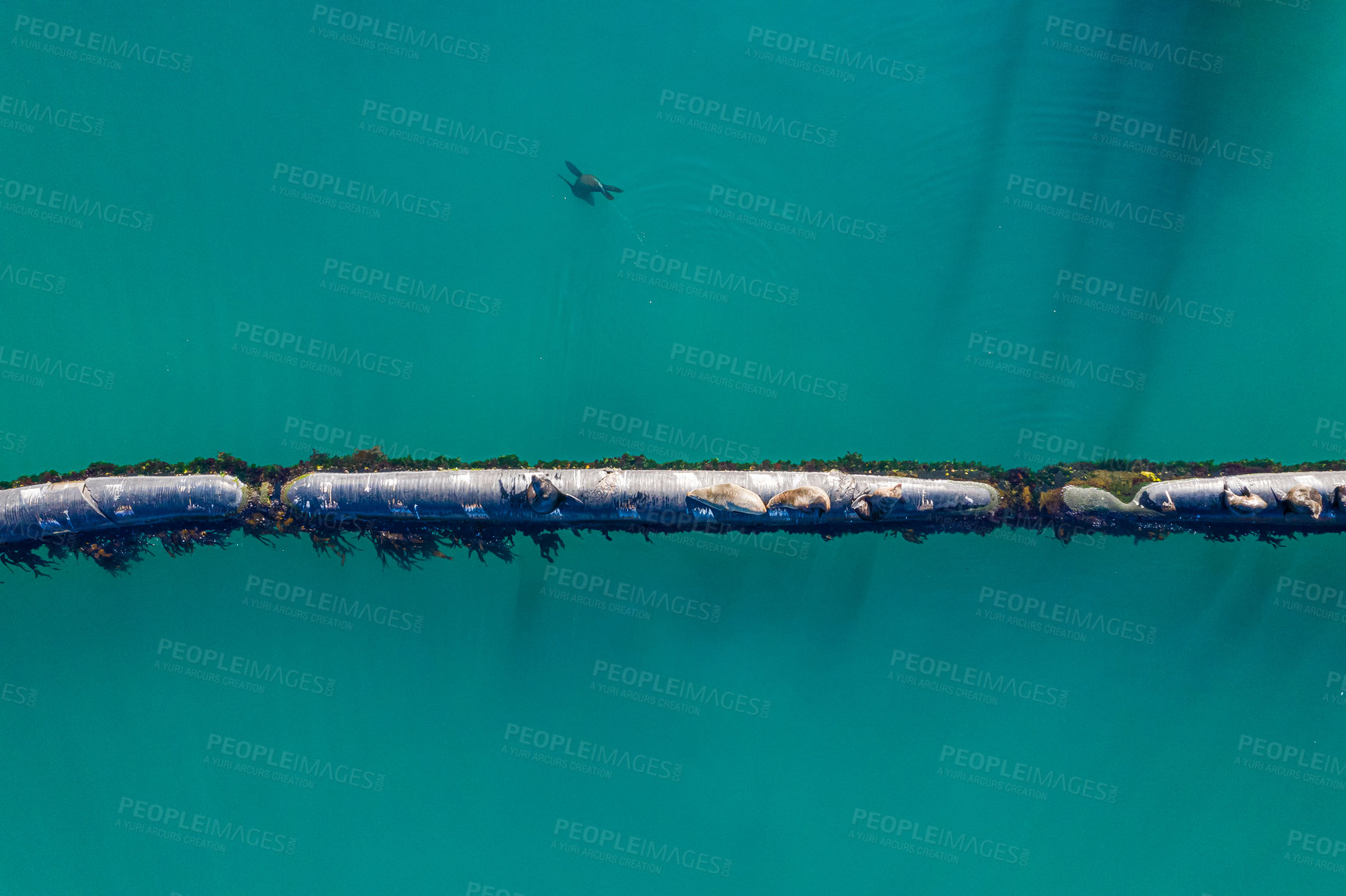 Buy stock photo Ocean, aerial and water with seals on pipeline in nature for environment, ecology and oil transportation. Drone, metal and sea with marine animal on gas pipe for ecosystem, habitat and travel