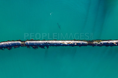 Buy stock photo Aerial, marine and pipeline in ocean or sea, animals and seals on export pipe for fuel or gas transportation. Industrial, water and corrosion resistant steel, offshore or environmental impacts