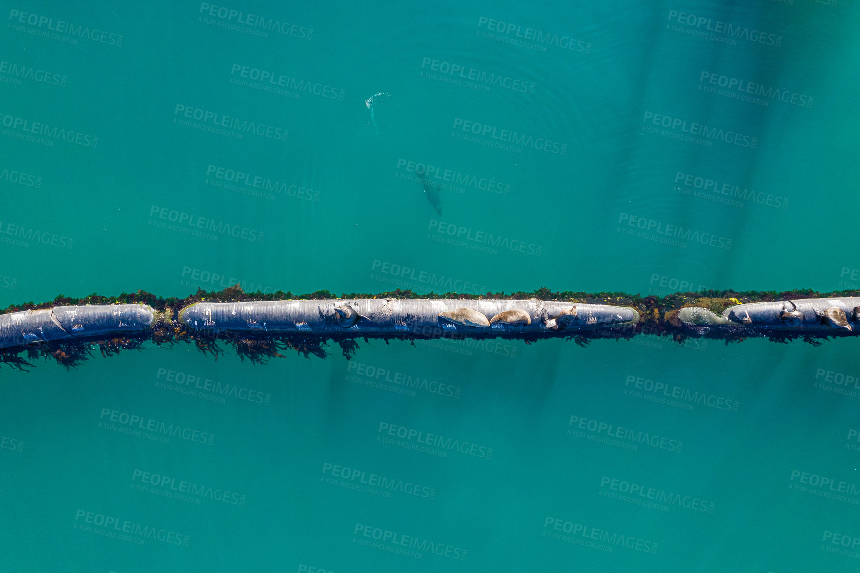 Buy stock photo Aerial, marine and pipeline in ocean or sea, animals and seals on export pipe for fuel or gas transportation. Industrial, water and corrosion resistant steel, offshore or environmental impacts