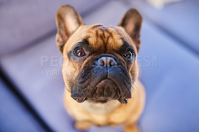 Buy stock photo Shot of an adorable dog at home