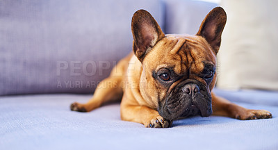 Buy stock photo Shot of an adorable dog resting on a couch at home