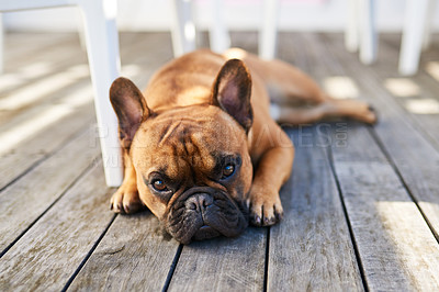 Buy stock photo Shot of an adorable dog resting outdoors