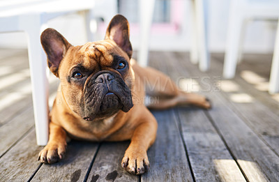 Buy stock photo Outdoor, pet and french bulldog in portrait for relax, comfortable and companion adoption on porch. Patio, animal and foster puppy on floor with loyalty, curious and wellness for protection at home