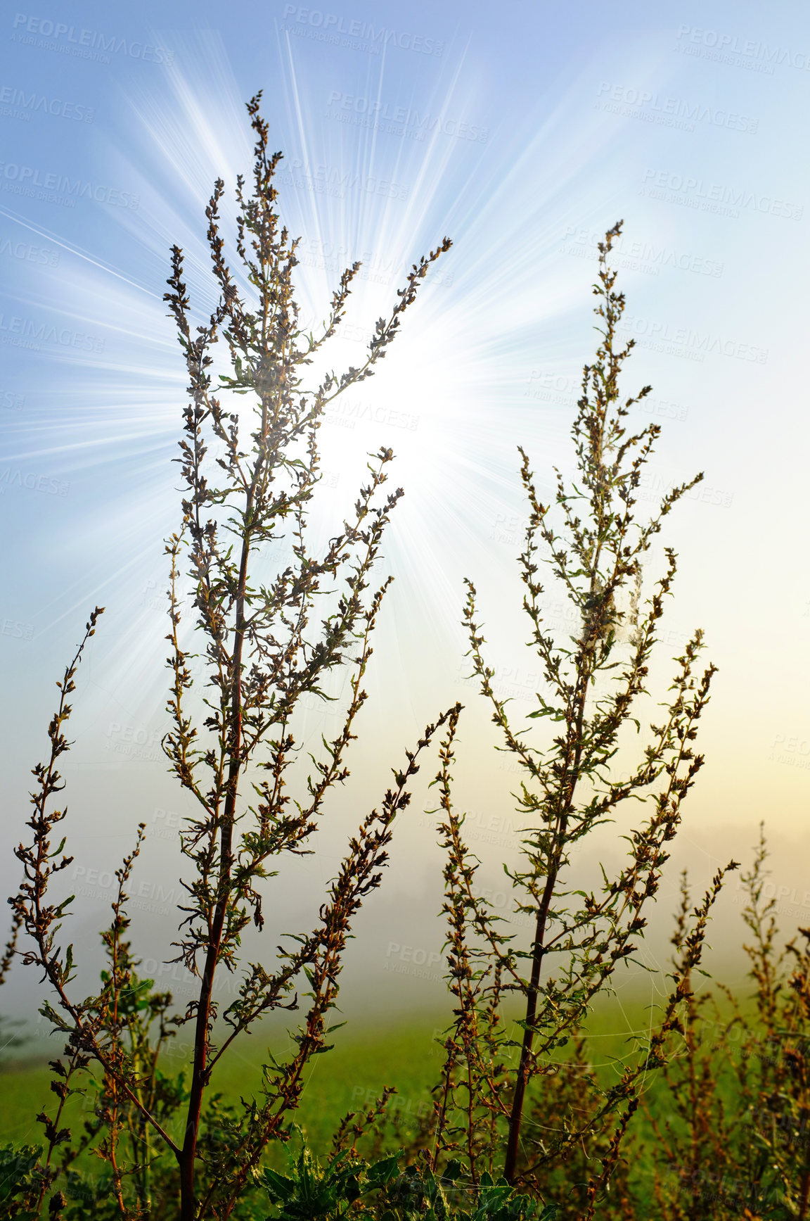 Buy stock photo Green flower spikes on dark red branching stems in a field at sunrise with lensflare. Blooming beets plants growing and thriving in a natural environment. Flowering weeds in a meadow outside