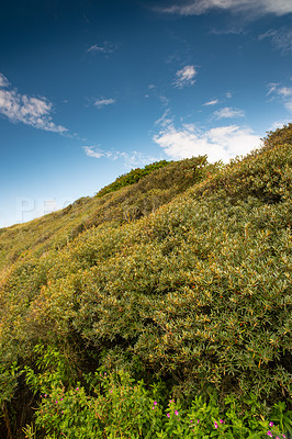 Buy stock photo Green uncultivated forest in quiet and peaceful countryside area. Grassy hills and fields in a natural environment during the day in summer. Grassland landscape of bushes and hedges against blue sky