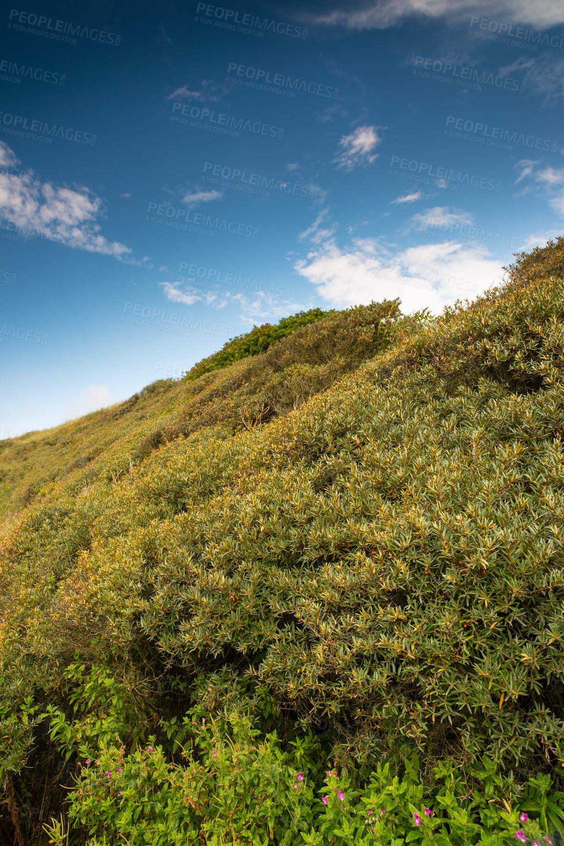 Buy stock photo Green uncultivated forest in quiet and peaceful countryside area. Grassy hills and fields in a natural environment during the day in summer. Grassland landscape of bushes and hedges against blue sky