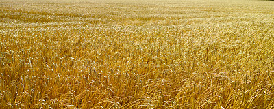 Buy stock photo Farmland ready for harvesting