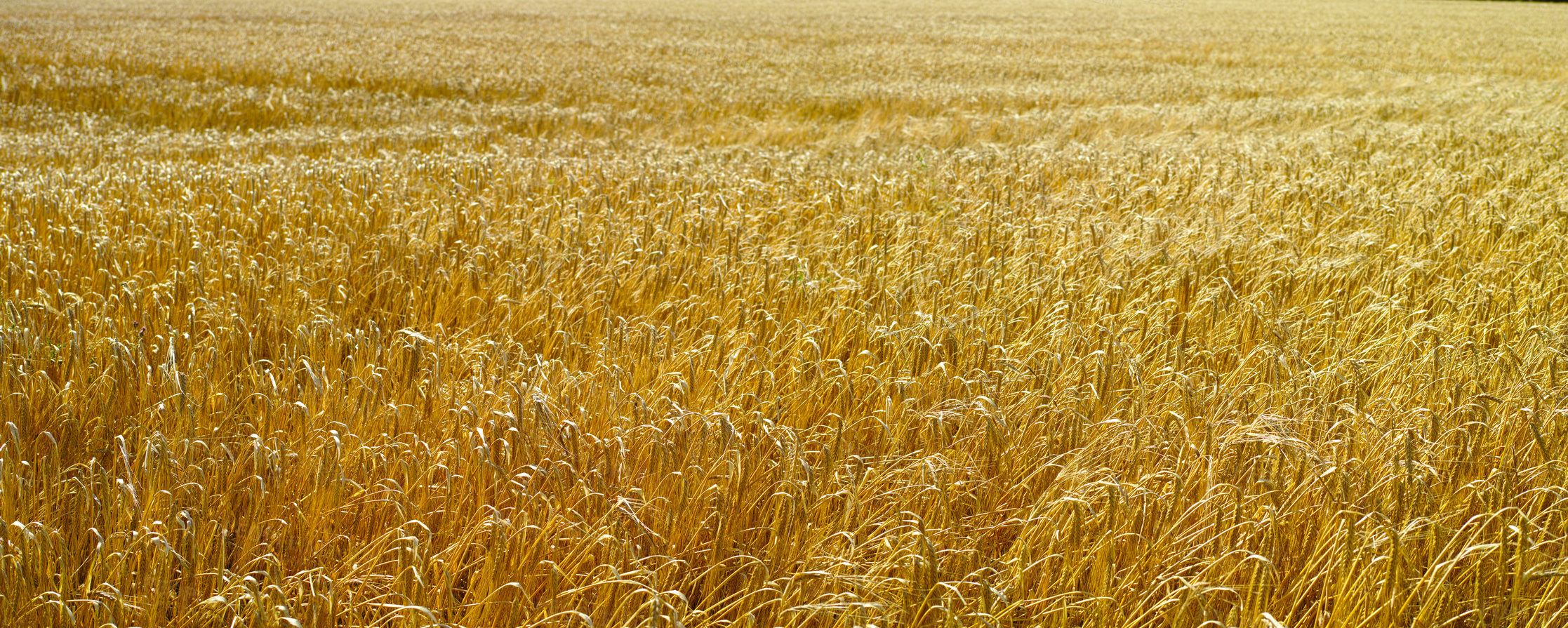 Buy stock photo Farmland ready for harvesting