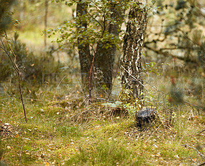 Buy stock photo Dry grassy meadow in pine, fir or cedar tree forest in Sweden. Landscape of old trunks and fallen leaves on grass in a quiet, wild and remote coniferous woods for environmental nature conservation