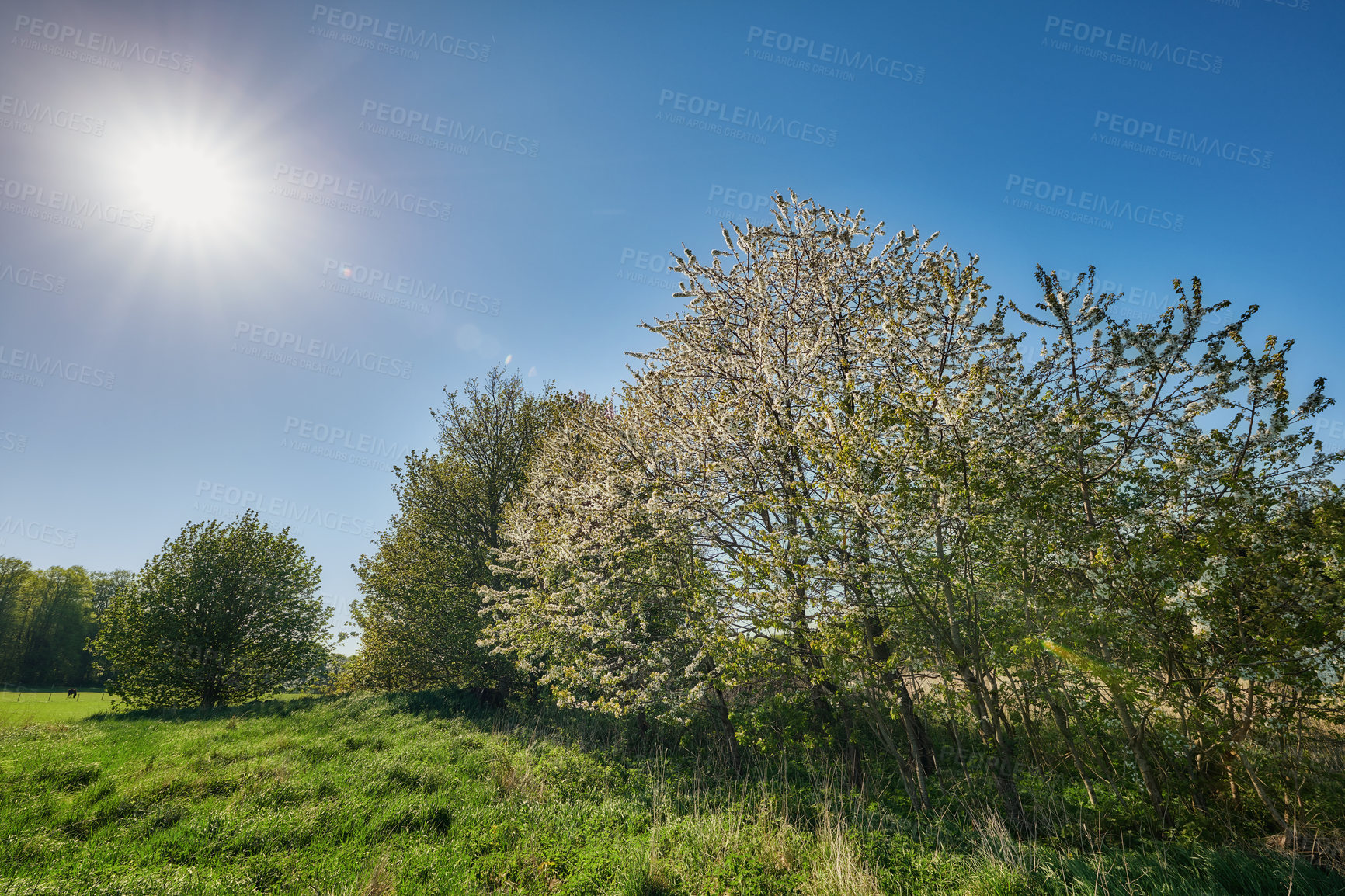 Buy stock photo Green fields and blue sky in spring and early summer