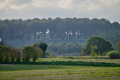 Buy stock photo A green field landscape with forest trees on a misty morning. Beautiful nature scenery of a lush eco friendly forestry growth near an open meadow in the hills of Rebild National Park, Denmark