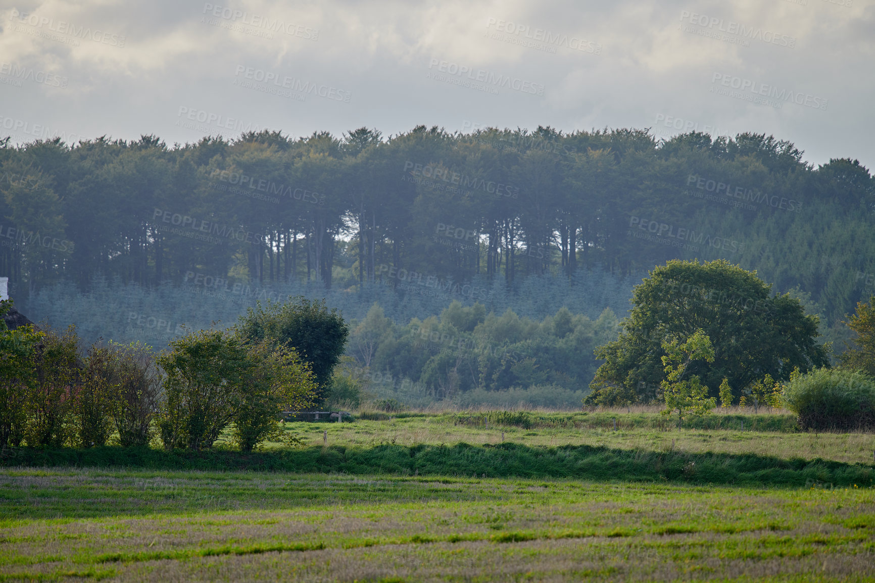 Buy stock photo A green field landscape with forest trees on a misty morning. Beautiful nature scenery of a lush eco friendly forestry growth near an open meadow in the hills of Rebild National Park, Denmark