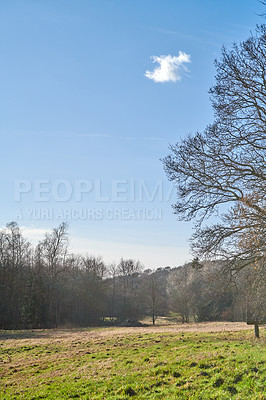 Buy stock photo Closeup of a dense and thriving forest in spring or the middle of summer. Growing green nature in a scenic environment. Take time to explore the world and take an adventure in the natural wilderness