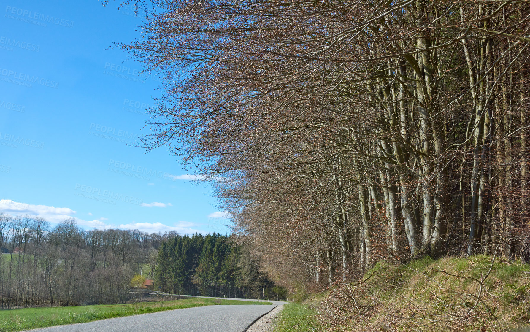 Buy stock photo A countryside road in spring with blue sky background and copy space. A nature landscape of an empty roadway winding through forest trees with regrowth in a sustainable eco environment on a sunny day