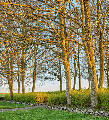 Buy stock photo The forest in late winter - early spring