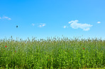 Green fields and blue sky in spring