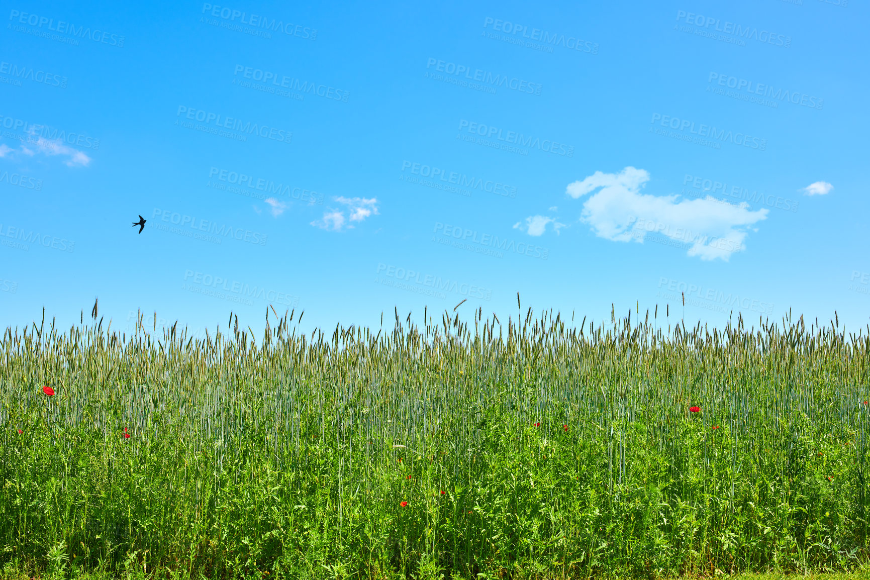 Buy stock photo Farmland in springtime - lots of copy space