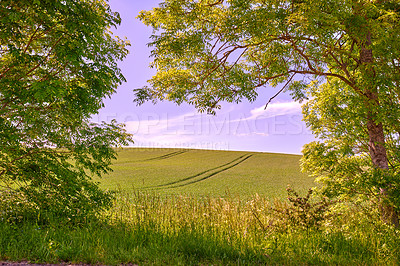 Buy stock photo Green fields and blue sky framed by trees - lots of copy space