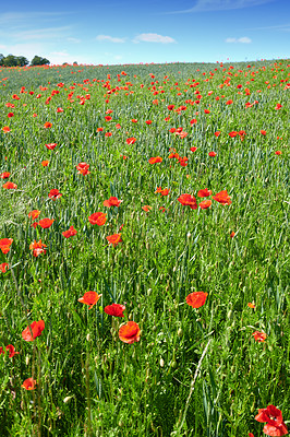 Buy stock photo A  photo of poppies in the countryside in early summer