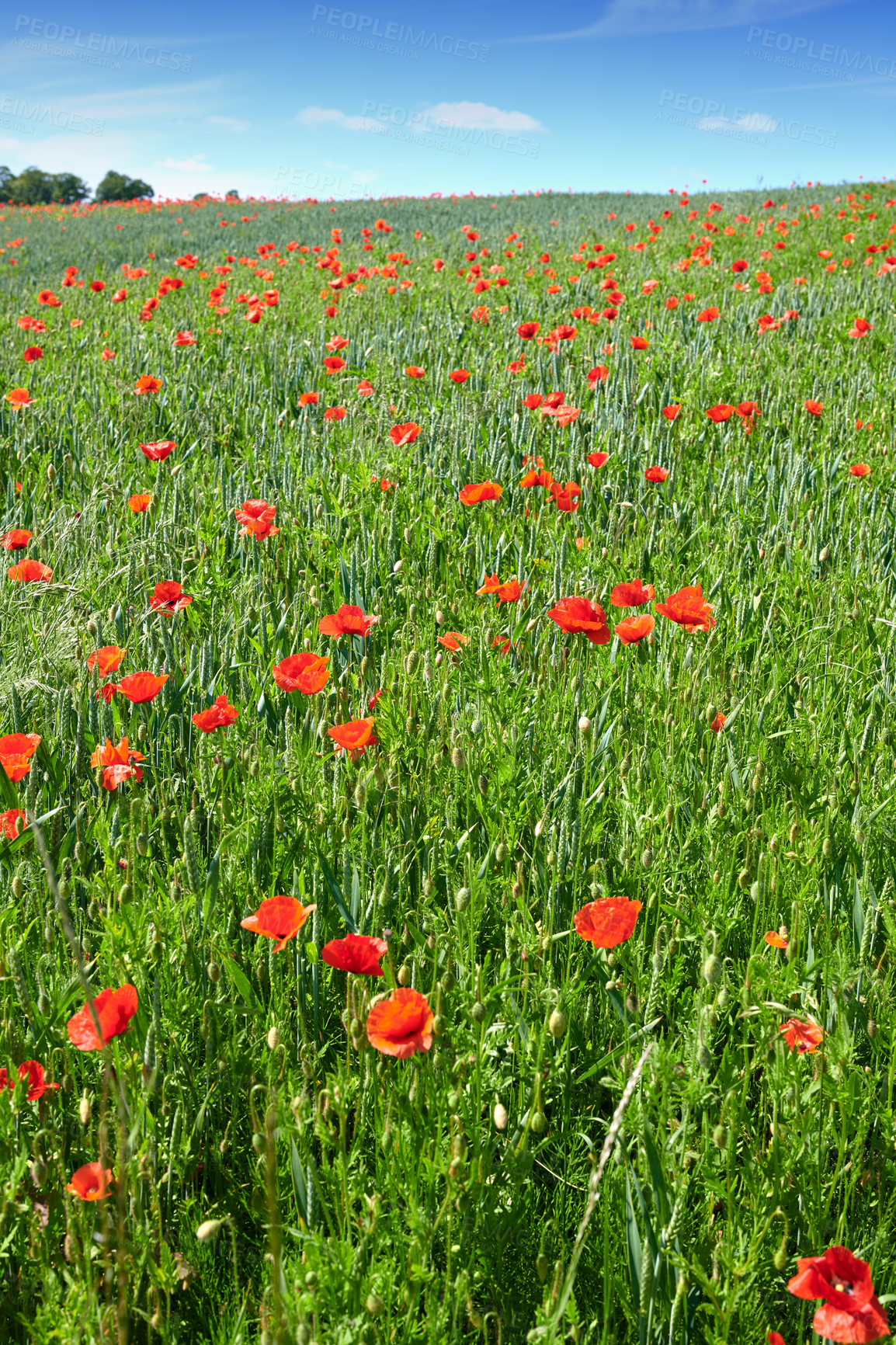 Buy stock photo A  photo of poppies in the countryside in early summer