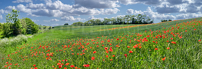 Buy stock photo A  photo of poppies in the countryside in early summer