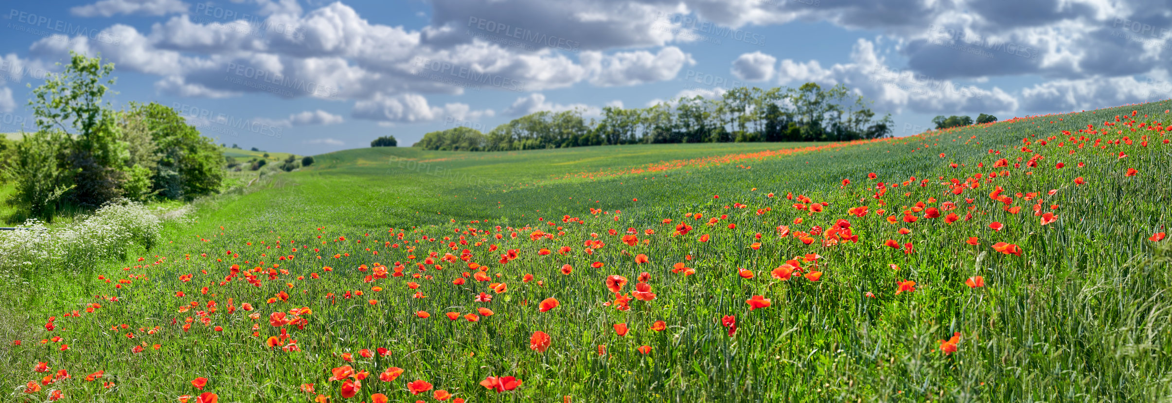 Buy stock photo A  photo of poppies in the countryside in early summer