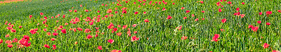 Buy stock photo A  photo of poppies in the countryside in early summer