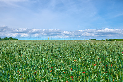 Buy stock photo Green fields and blue sky in spring and early summer