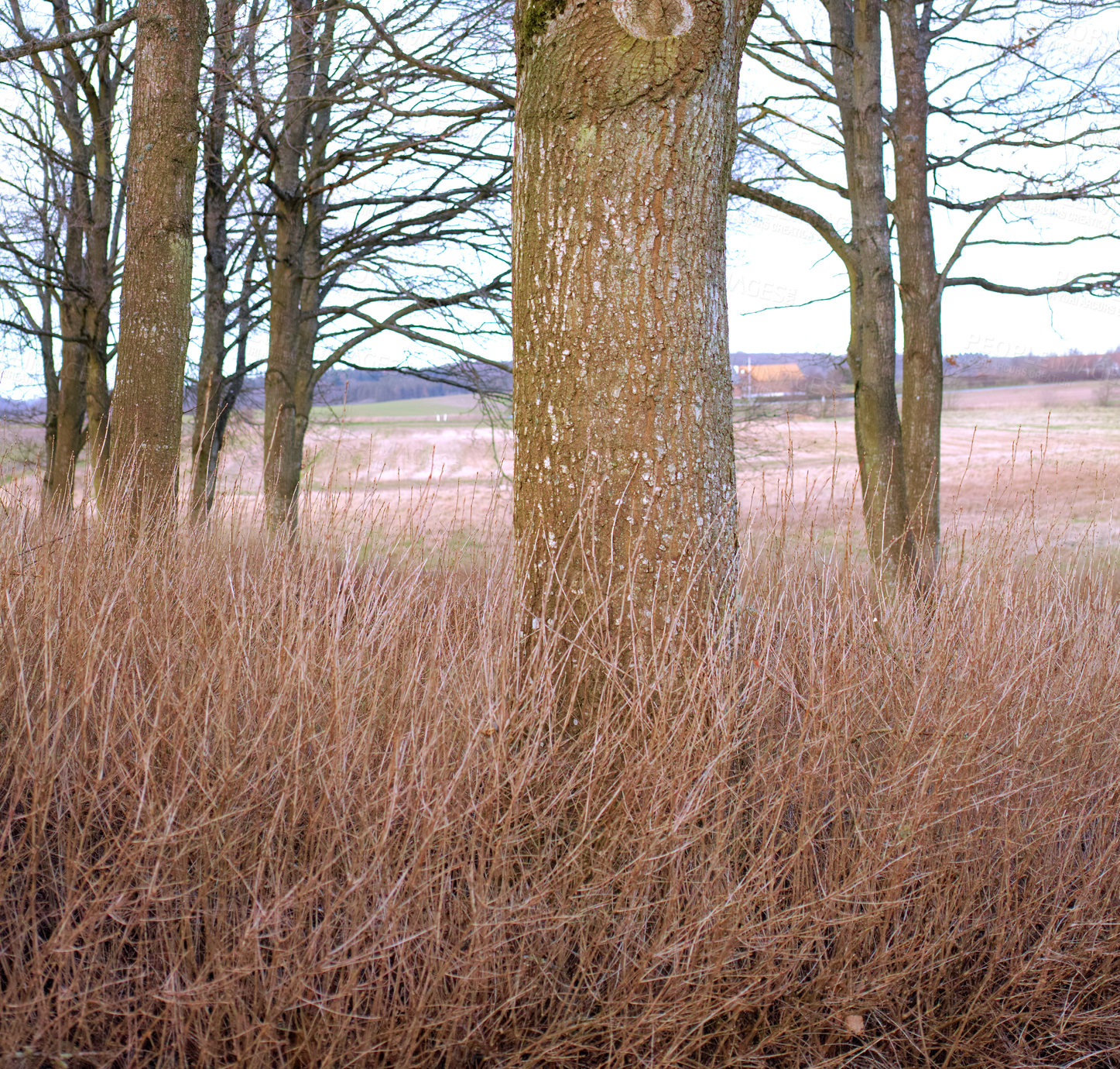 Buy stock photo Dry grassy meadow in a pine, fir or cedar tree forest in Sweden. Landscape of old trunks and tall grass in a quiet, wild and remote coniferous woods, for environmental nature conservation in winter