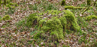 Buy stock photo Green moss on a stump with dried brown leaves forest trail in the countryside for hiking and exploration Landscape of tree trunk and snags in the woods in spring time