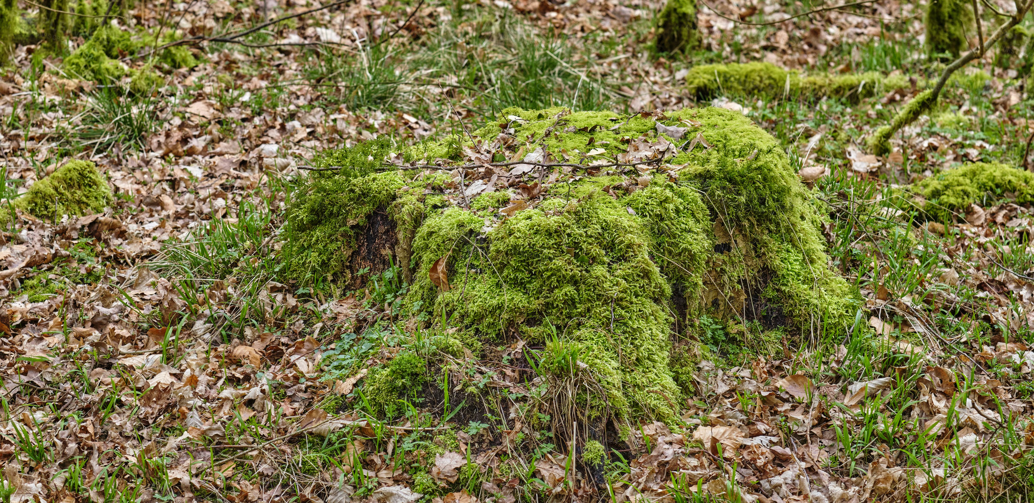 Buy stock photo Green moss on a stump with dried brown leaves forest trail in the countryside for hiking and exploration Landscape of tree trunk and snags in the woods in spring time