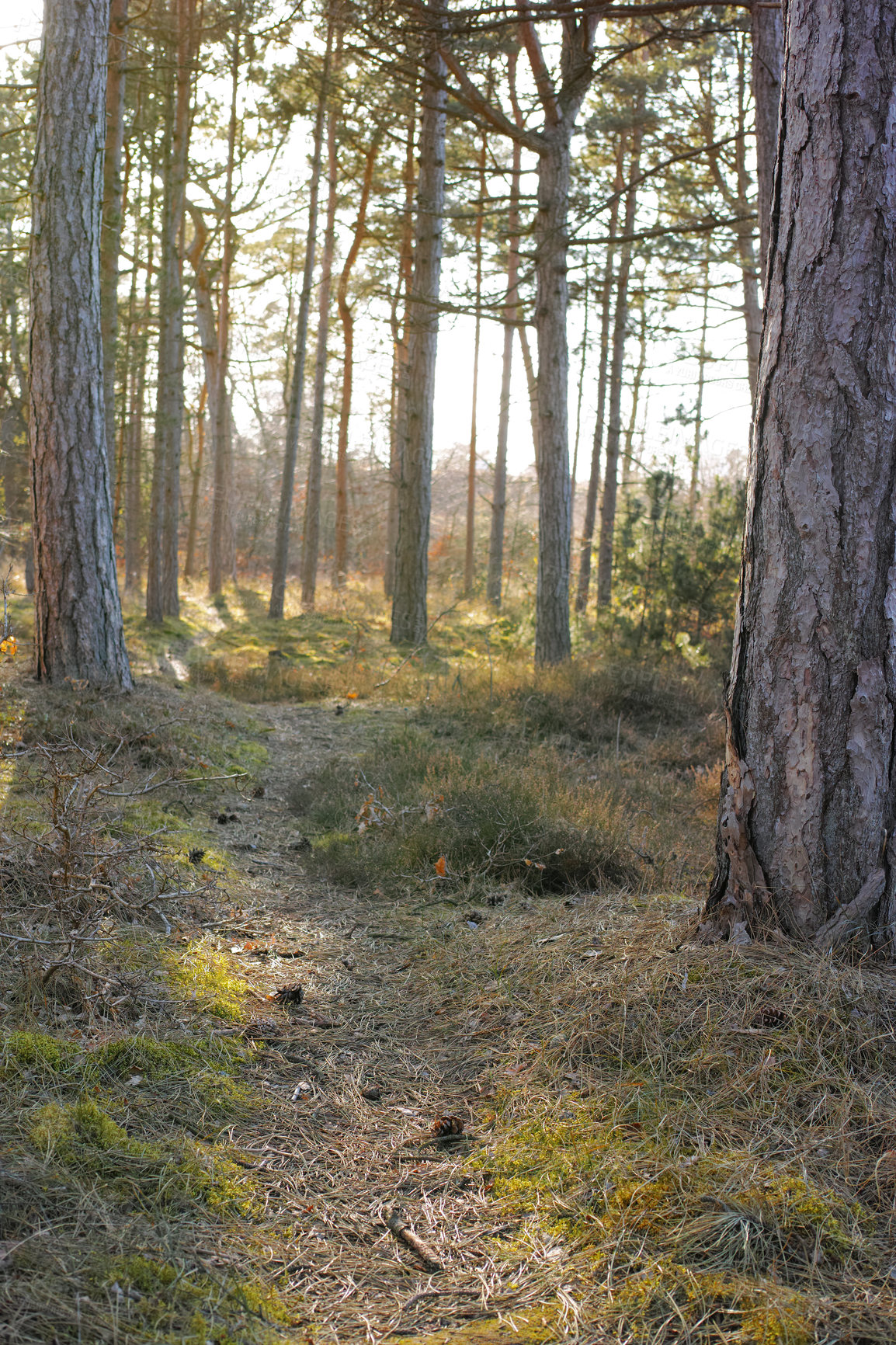 Buy stock photo Dirt path winding through a lush garden, forest or park with green trees and plants in a natural environment. Scenic and peaceful landscape of a hiking trail to explore and travel in nature outdoors