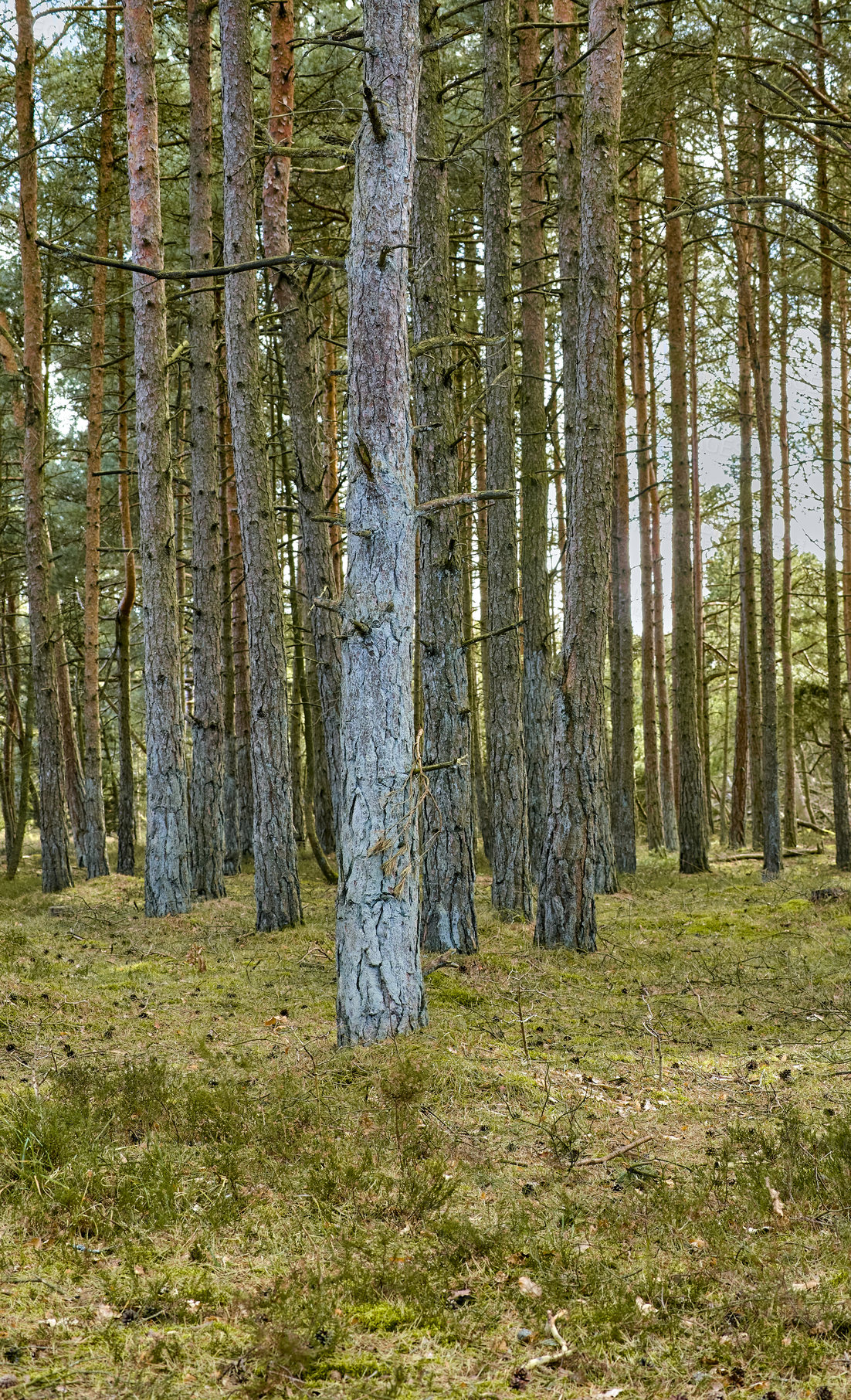 Buy stock photo Scenic and peaceful landscape of a hiking trail to explore and travel in nature outdoors. Pine trees in an organic lush garden, forest, or park with green trees and plants in a natural environment. 