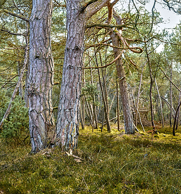 Buy stock photo Uncultivated forest wilderness in Denmark - Odde Natural Park