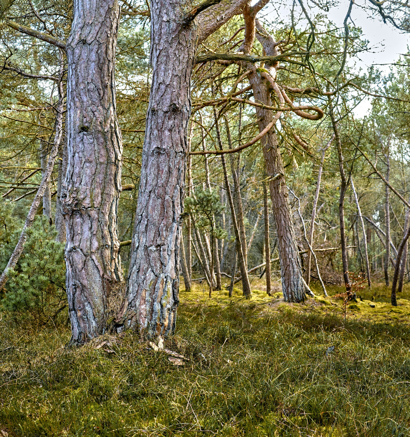 Buy stock photo Uncultivated forest wilderness in Denmark - Odde Natural Park